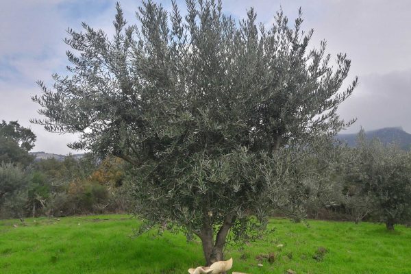 coulmelle-et-olivier