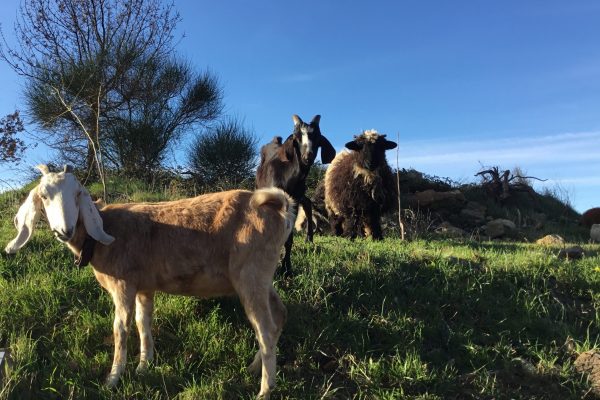 chèvre et moutons